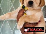 Venta de cachorros