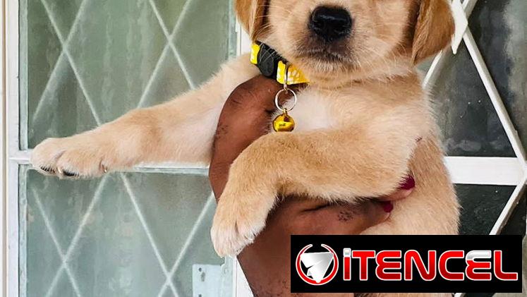 Venta de cachorros