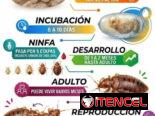 Servicio de Fumigación contra Chinches en La Habana