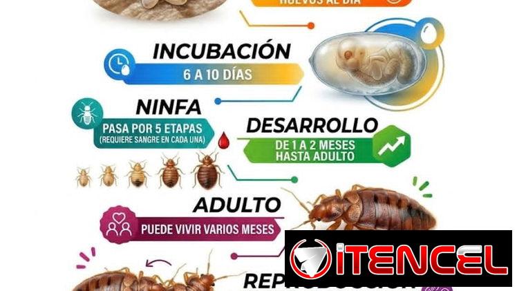 Servicio de Fumigación contra Chinches en La Habana