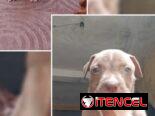 PITBULL,hembras,en 150 USD o equivalente(ACEPTO TRANSFERENCIA)TENGO MENSAJERÍA,tienen 50 días y están desparacitadass
