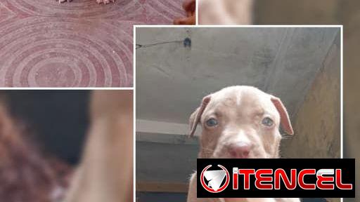 PITBULL,hembras,en 150 USD o equivalente(ACEPTO TRANSFERENCIA)TENGO MENSAJERÍA,tienen 50 días y están desparacitadass