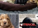 ((( COCKER SPANIEL AMBOS SEXOS EN VENTA BETTY MASCOTAS WHATSAPP 52506841 )))