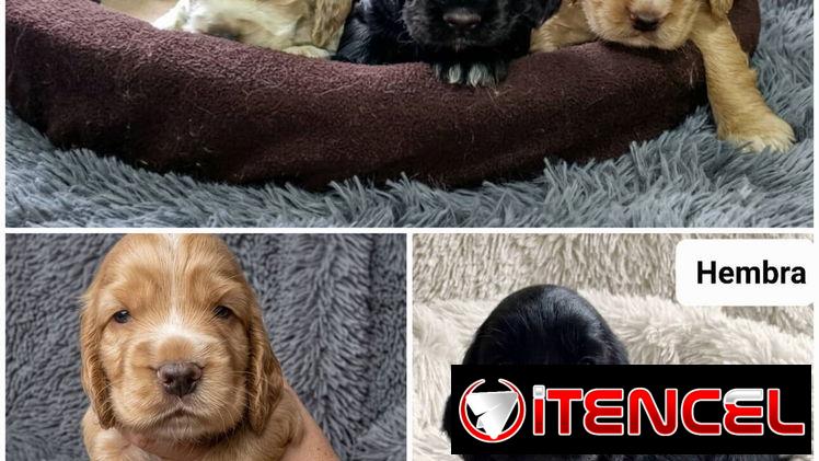 ((( COCKER SPANIEL AMBOS SEXOS EN VENTA BETTY MASCOTAS WHATSAPP 52506841 )))