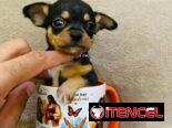 🐾Hermosos Chihuahuitas🍏de los más pequeñitos ambos sexos🌸💙🤏🏻🎁🐾🐶