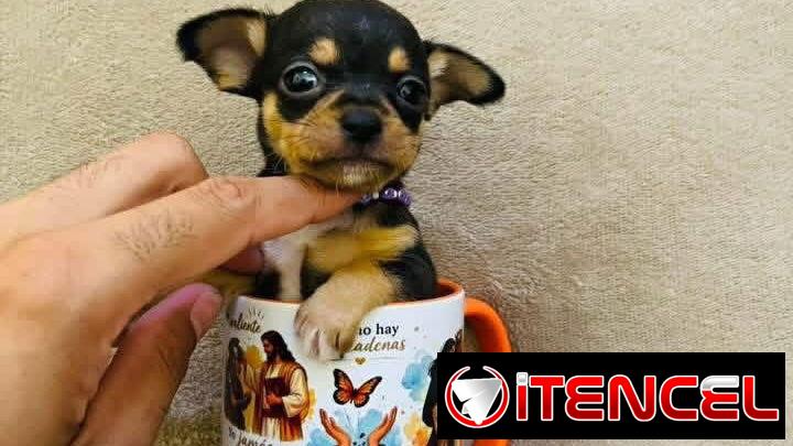 🐾Hermosos Chihuahuitas🍏de los más pequeñitos ambos sexos🌸💙🤏🏻🎁🐾🐶