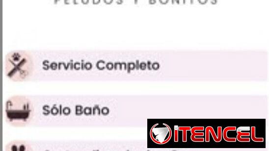 Serv estética canina domicilio
