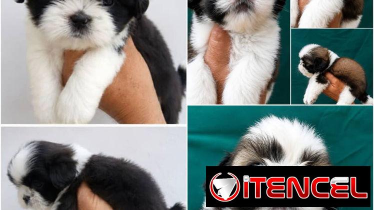 ((( SHIH TZU AMBOS SEXOS EN VENTA WHATSAPP 58746643 )))