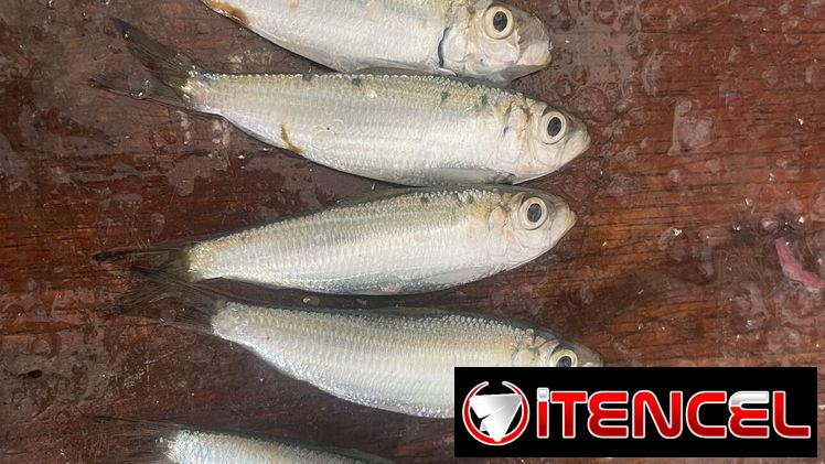 Sardinas