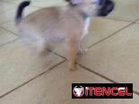 Si buscas una Exelente compañía pitbull, Chihuahua, shitzu, bulldog francés, Salchicha llame al 53818081