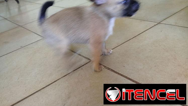 Si buscas una Exelente compañía pitbull, Chihuahua, shitzu, bulldog francés, Salchicha llame al 53818081