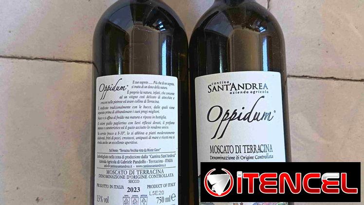 Oppidum seco 20€