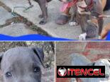 ((( AMERICAN PITBULL TERRIER  AMBOS SEXOS BETTY MASCOTAS WHATSAPP 52506841 )))