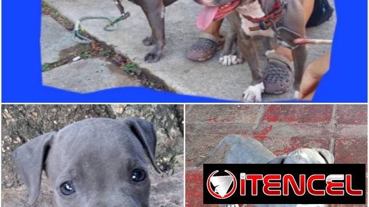 ((( AMERICAN PITBULL TERRIER  AMBOS SEXOS BETTY MASCOTAS WHATSAPP 52506841 )))