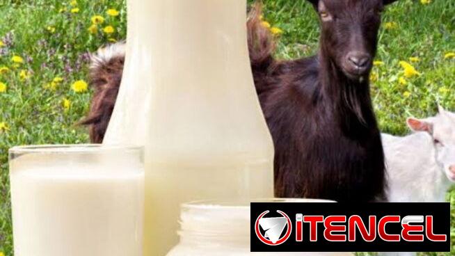 Kefir/ Leche de Chiva/ Yogurt griego