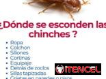 Servicio de Fumigación contra Chinches