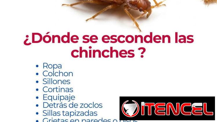 Servicio de Fumigación contra Chinches