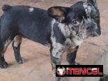 ((( BULLDOG FRANCÉS MACHO  EN VENTA YA VACUNADO BETTY MASCOTAS WHATSAPP 52506841 ))))