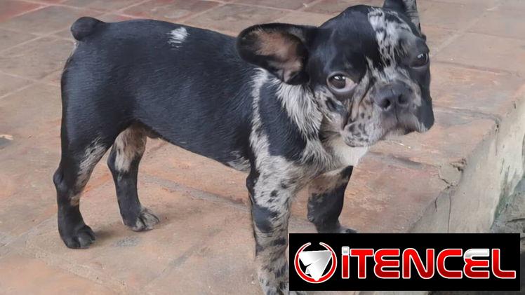 ((( BULLDOG FRANCÉS MACHO  EN VENTA YA VACUNADO BETTY MASCOTAS WHATSAPP 52506841 ))))