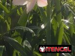 Servicios de jardineria y venta de plantas ornamentales
