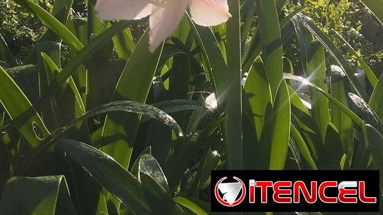 Servicios de jardineria y venta de plantas ornamentales