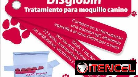 🐶 Vacunas para Perros: Disglobin Protección Inmunológica contra el moquillo❤️