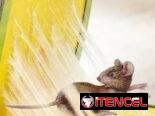 Trampa para raton guayabito