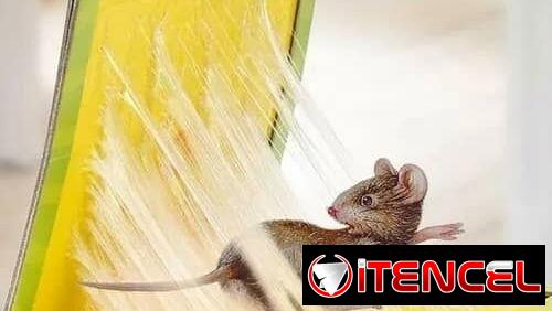 Trampa para raton guayabito