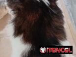 Cachorro macho de Shih Tzu en venta.