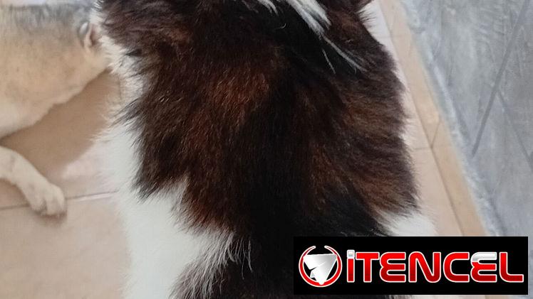 Cachorro macho de Shih Tzu en venta.