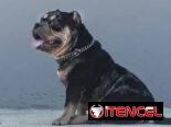 Macho semental american bully pocket tricolor black merte