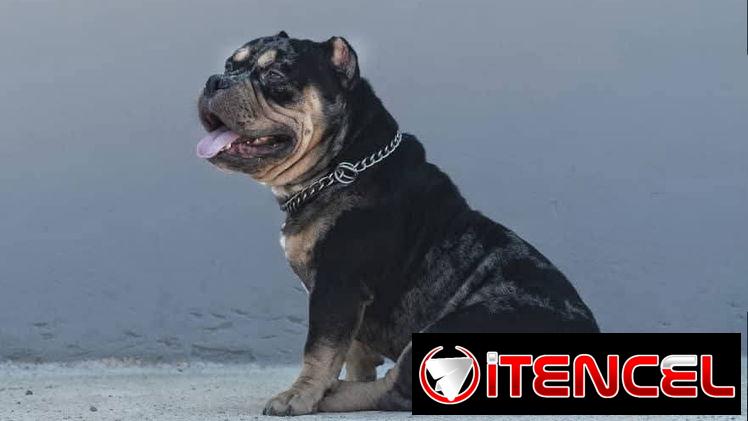 Macho semental american bully pocket tricolor black merte
