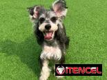Cesped artificial en venta