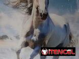 Cuadro pintura en aerosol 5900cup Medidas 50*60cm
