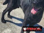 Cachorro Camada Labrador