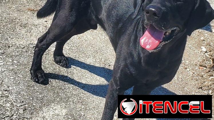 Cachorro Camada Labrador