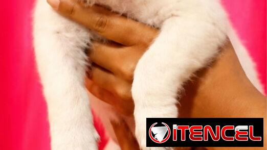 🐾💕 ¡HERMOSAS  CACHORRITAS DE  LABRADOR RETRIEVER BETTY MASCOTAS WHAT’SAPP 52506841! 💕🐾