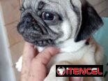 PUG CARLINO,hembra,en 450 USD o equivalente,TENGO MENSAJERÍA,tienen 5 meses,2 VACUNAS PUESTAS y con historia clínica