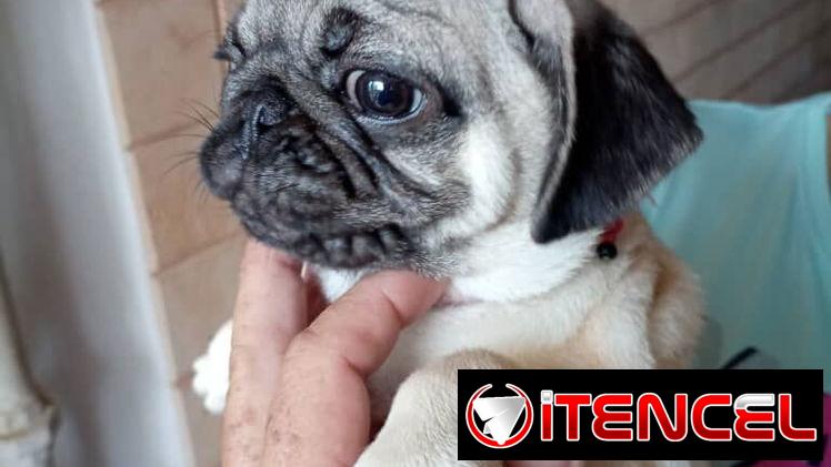 PUG CARLINO,hembra,en 450 USD o equivalente,TENGO MENSAJERÍA,tienen 5 meses,2 VACUNAS PUESTAS y con historia clínica