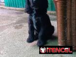 COKER SPANIEL,hembra,en 150 USD o equivalente(ACEPTO TRANSFERENCIA)TENGO MENSAJERÍA,tiene 62 días y está desparacitada.