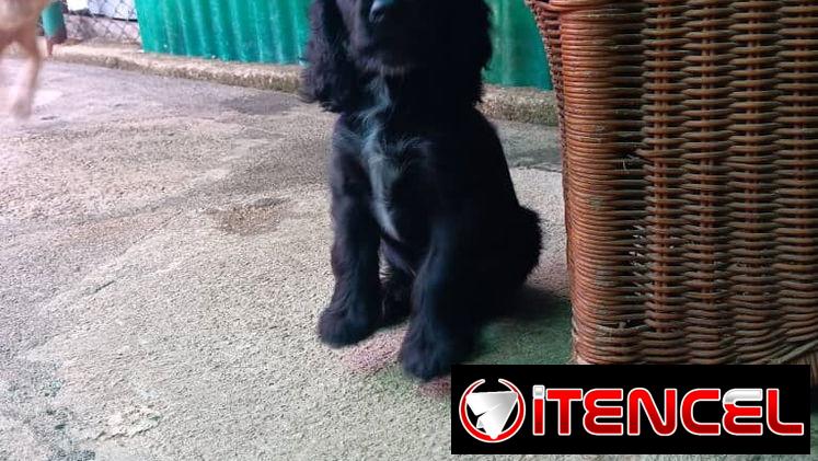 COKER SPANIEL,hembra,en 150 USD o equivalente(ACEPTO TRANSFERENCIA)TENGO MENSAJERÍA,tiene 62 días y está desparacitada.