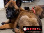 ((( PASTOR BELGA MALINOIS AMBOS SEXOS BETTY MASCOTAS WHATSAPP 52506841 )))