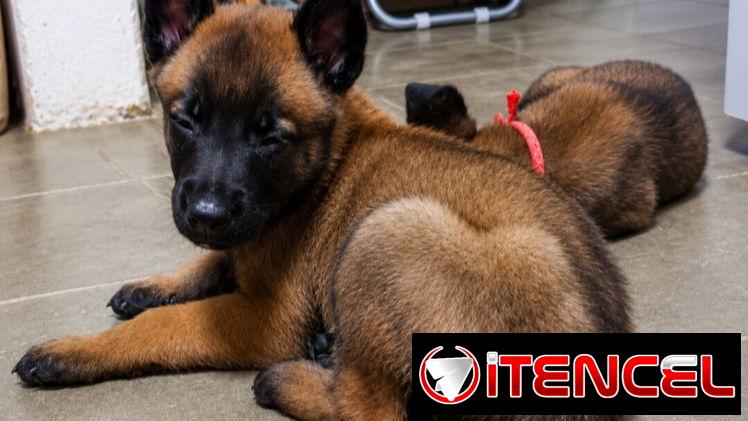 ((( PASTOR BELGA MALINOIS AMBOS SEXOS BETTY MASCOTAS WHATSAPP 52506841 )))