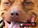 Busco novia . Pitbull&stafford 85lbs Cumple 6 años este 30 junio. 54633692 Abel