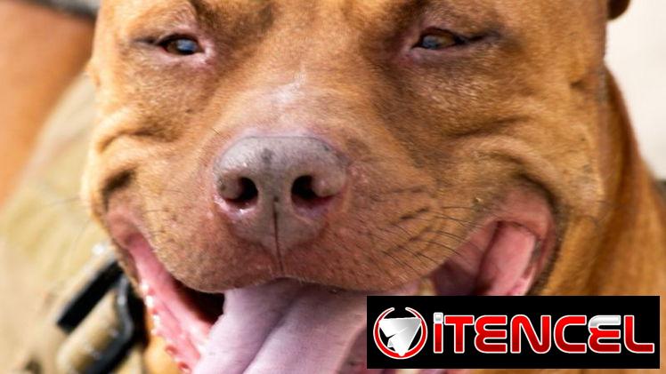 Busco novia . Pitbull&stafford 85lbs Cumple 6 años este 30 junio. 54633692 Abel