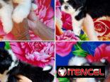 ((( VARIEDAD D RAZAS CANINAS BETTY MASCOTAS WHAT’SAPP 52506841 )))