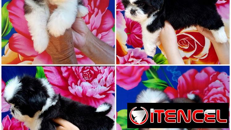 ((( VARIEDAD D RAZAS CANINAS BETTY MASCOTAS WHAT’SAPP 52506841 )))