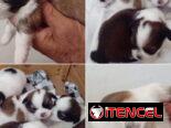 💜💜💜* 🐶  SHIH TZU AMBOS SEXOS  EXCELENTES PADRES  WHATSAPP … 💜💜💜.