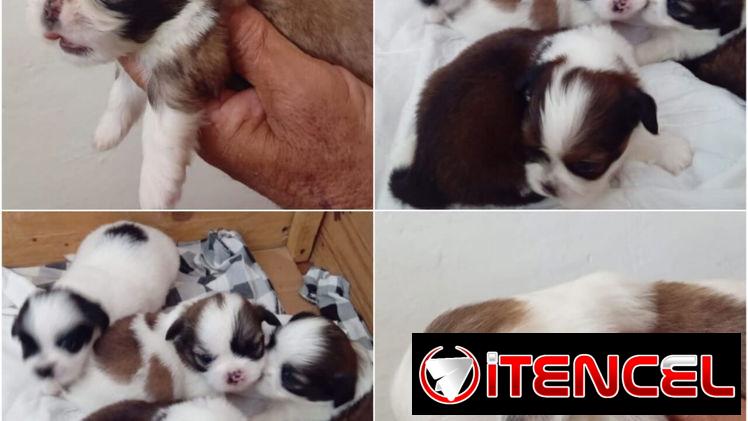 💜💜💜* 🐶  SHIH TZU AMBOS SEXOS  EXCELENTES PADRES  WHATSAPP … 💜💜💜.