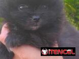 ((( POMERANIA EN VENTA EXCELENTES PADRES BETTY MASCOTAS WHATSAPP 52506841 ))))